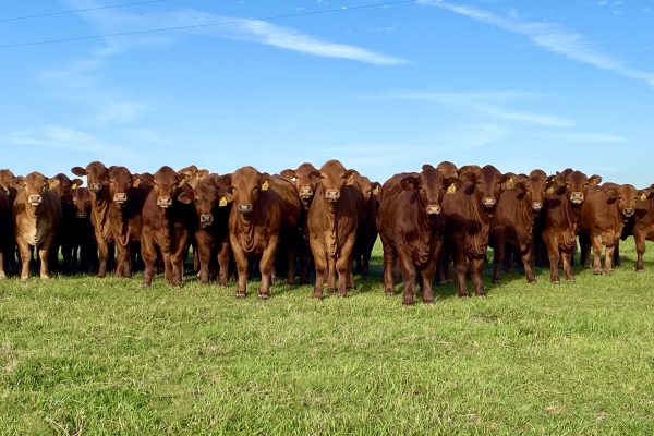 More Meat Operations Shuttered by Tyson As Cow Supply Reaches 75-Year Low